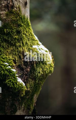 Winter Moss On Tree Bark Stock Photo
