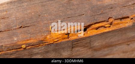 A piece of wood with many holes in it. The holes are likely made by insects, such as termites or ants. The wood appears to be old and weathered, with Stock Photo
