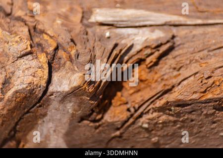 A piece of wood with many holes in it. The holes are likely made by insects, such as termites or ants. The wood appears to be old and weathered, with Stock Photo