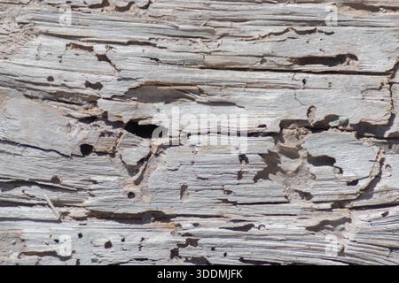 A piece of wood with many holes in it. The holes are likely made by insects, such as termites or ants. The wood appears to be old and weathered, with Stock Photo