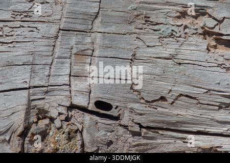 A piece of wood with many holes in it. The holes are likely made by insects, such as termites or ants. The wood appears to be old and weathered, with Stock Photo