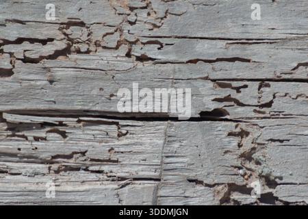 A piece of wood with many holes in it. The holes are likely made by insects, such as termites or ants. The wood appears to be old and weathered, with Stock Photo