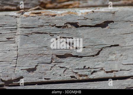 A piece of wood with many holes in it. The holes are likely made by insects, such as termites or ants. The wood appears to be old and weathered, with Stock Photo