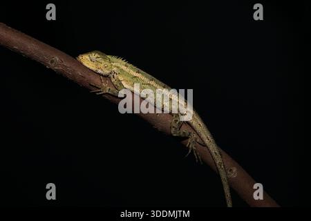 Nocturnal shot of Calotes versicolor or Oriental Garden Lizard sleeping on a thin branch against a completely black background. Stock Photo