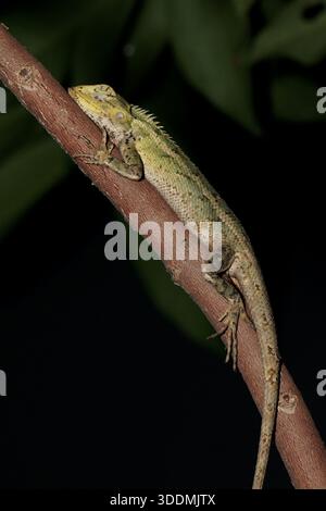 Vertical composition of Calotes versicolor or Oriental Garden Lizard sleeping on a branch under artificial light against darkness. Stock Photo