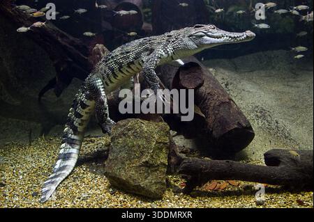 Crocodile at Singapore Zoo Stock Photo - Alamy
