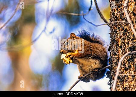 American red squirrel on a tree branch eating on a mushroom Stock Photo