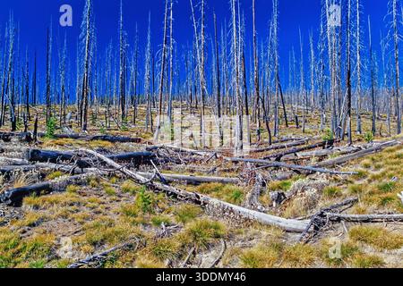 Forest after a forest fire with dead tree trunks and fallen trees on the ground Stock Photo