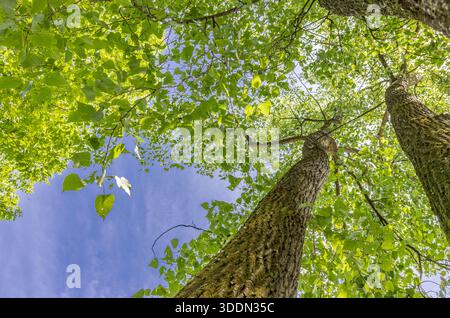 looking from the ground straight up to the canopy of several trees on a summer day Stock Photo