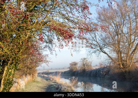 Crataegus monogyna. Red hawthorn berries on a tree along along the Oxford canal towpath in the oxfordshire countryside. Somerton, Oxfordshire, England Stock Photo