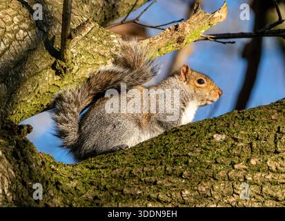 Grey Squirrel, (Sciurus Carolinensis) in winter sunshine,  West Lothian, Scotland. Stock Photo