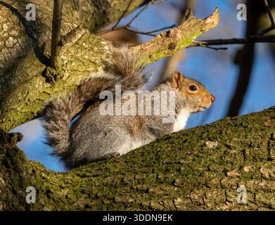 Grey Squirrel, (Sciurus Carolinensis) in winter sunshine,  West Lothian, Scotland. Stock Photo