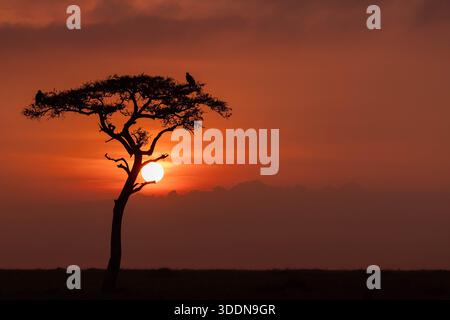 The red African sun rises behind a lone silhouetted acacia tree, in which sits two birds of prey. Stock Photo