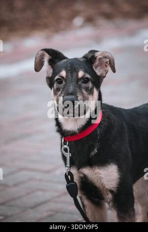 Cute winter portrait of Dog. Mixed-breed puppy with black fur and tan points, wearing a bright red collar and leash. Alert ears and friendly gaze. Stock Photo