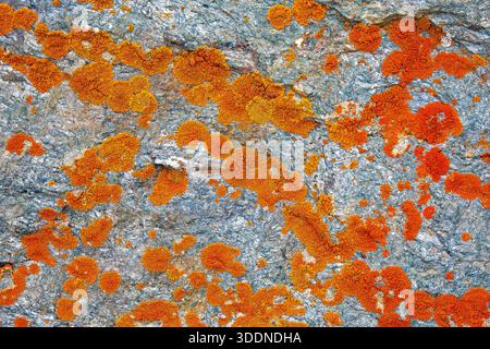 Elegant sunburst lichen (Rusavskia elegans / Xanthoria elegans) on rock, Svalbard / Spitsbergen Stock Photo
