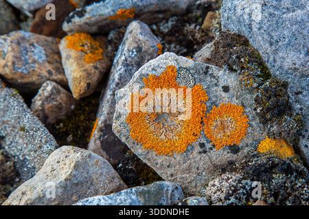 Elegant sunburst lichen (Rusavskia elegans / Xanthoria elegans) on rock, Svalbard / Spitsbergen Stock Photo