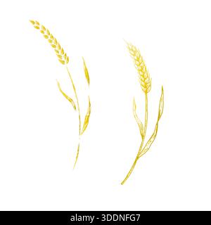 Vector ear of wheat. Graphic ink, eco, organic rye or barley illustration isolated on background. Hand drawn whole bread grains or field cereal Stock Vector