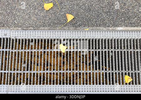 Trench drain grate, drain cover or sewer grate with gingko leaves on top in autumn. Stock Photo