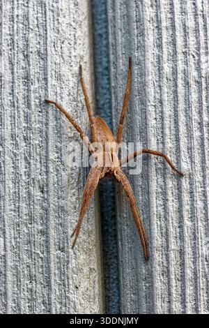European Nursery Web Spider, Pisaura mirabilis stationary on wooden shed in Northumberland, UK. Stock Photo