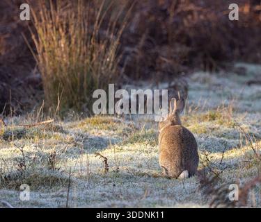 Rabbit feeding in the morning frost Stock Photo