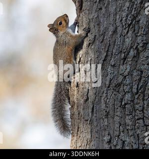Grey Squirrel resting on a tree trunk Stock Photo