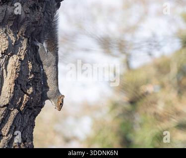 Grey Squirrel resting on a tree trunk Stock Photo