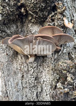 Bracket fungus growing on an old Beech tree Stock Photo