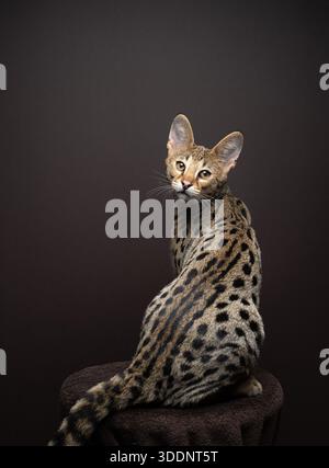 rear view of Savannah F1 Kitten looking back over shoulder, studio shot on brown background Stock Photo