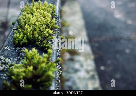 Vibrant green moss growing on the dark, rough edge of a concrete or stone surface, with a blurred natural background creating a sense of natural resil Stock Photo