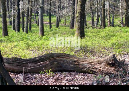 Dead tree trunk in the forest of the Posbank on the Veluwe in the spring season Stock Photo