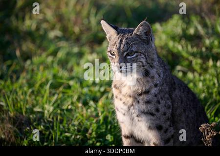 A bobcat enjoys a sunny day by on coast in California Stock Photo