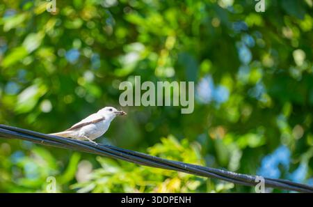 Close-up shot of a small white bird (likely a White Monjita or similar species) perched on a thick, black cable. The bird is actively holding a large, Stock Photo
