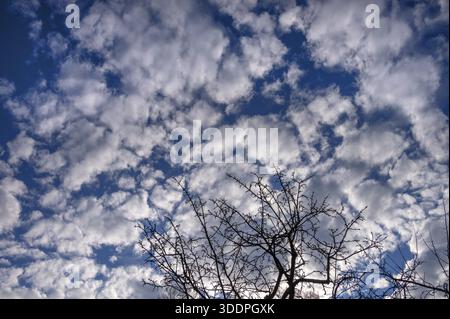 Clouds in the morning (Altocumulus stratiformis), silhouette of cherry tree in front, Bavaria, Germany Stock Photo