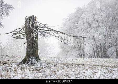 Winter landscape with broken tree stump in the Swabian Jura. hoarfrost. Muensingen, Baden-Wuerttemberg, Germany Stock Photo