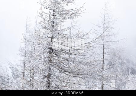 frozen branches on a mountain larch tree on a snowy winter morning on vrsic pass in julian alps in triglav national park in slovenia, snowstorm, mist Stock Photo