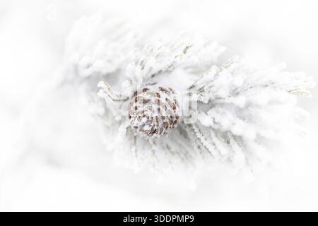 Background from iced pine cone, frosted tree branch, A pine branch covered with white snow, close up. Frozen needles of pine tree Stock Photo