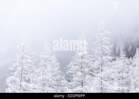 frozen branches on a mountain larch tree on a snowy winter morning on vrsic pass in julian alps in triglav national park in slovenia, snowstorm, mist Stock Photo