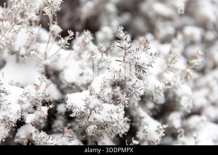 Background from pine iced tree branches with frost, A pine branch covered with white snow, close up. Frozen needles of pine tree Stock Photo