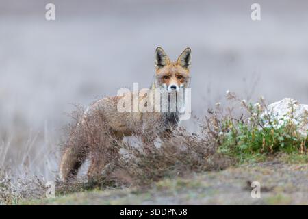 Fox; Vulpes vulpes; Winter; UK Stock Photo