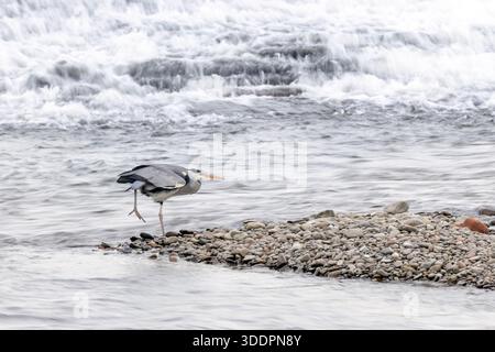 Grey Heron; Ardea cinerea; UK Stock Photo