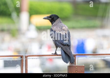 Hooded Crow; Corvus cornix; UK Stock Photo