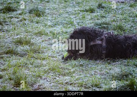 A fluffy black dog rests on a lawn covered in frost, holding a bright yellow tennis ball in its mouth Stock Photo