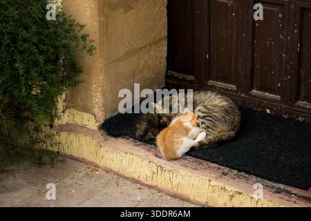 A mother cat resting with her two kittens on a doorstep, lying together on a dark mat near a wooden door, in warm sunlight with textured walls and a q Stock Photo
