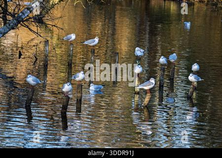Black headed gulls in winter plumage resting on posts in a pond. Stock Photo