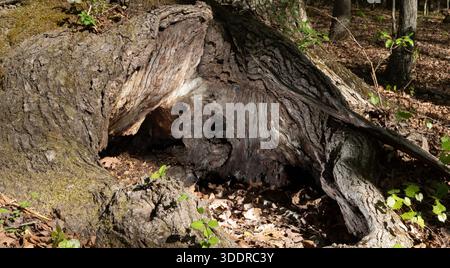 Very large burrow or nest as the base of an old tree in a thick forest. Stock Photo