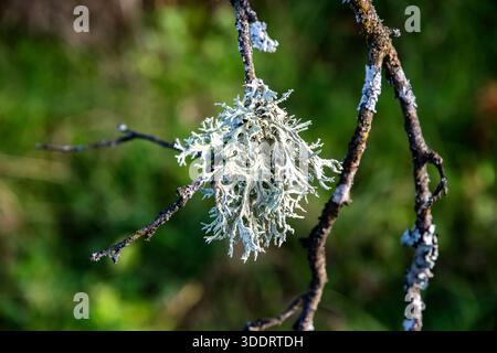 Close up of reindeer lichen growing on tree branch, natural forest texture and clean environment concept Stock Photo
