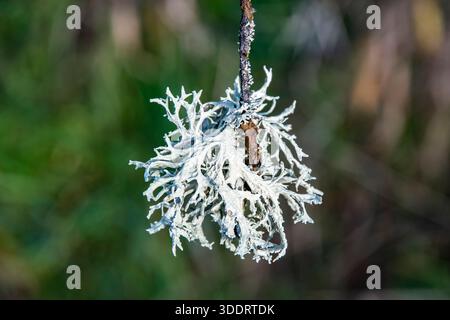 Close up of reindeer lichen growing on tree branch, natural forest texture and clean environment concept Stock Photo