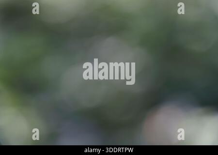 A view shows green plants and trees in the background with a blurred focus, creating an outdoor setting in bright daylight. Stock Photo