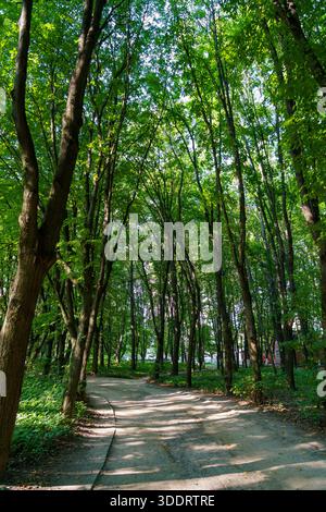 A dirt path winds through tall trees in a park. Sunlight filters through the leaves. People walk nearby enjoying nature. Stock Photo