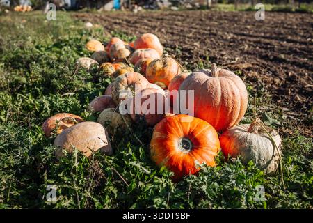 Pumpkins growing in field ready for harvest at farm Stock Photo
